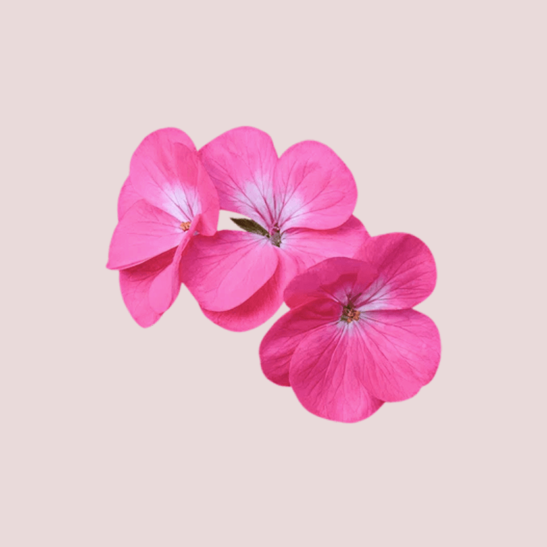 Geranium Essential Oil
