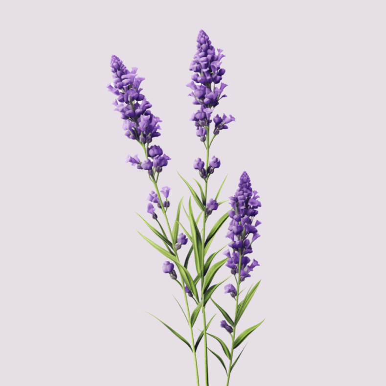 Lavender Essential Oil