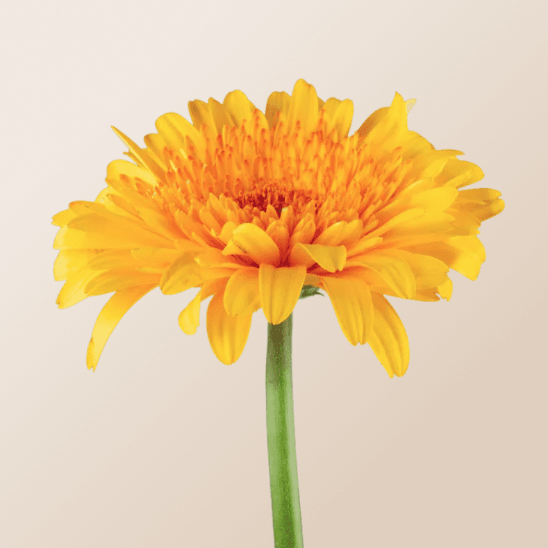 Calendula Extract